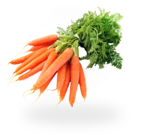 Picture of Carrot