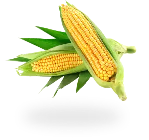 Picture of Corn